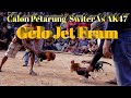 ayam sabung switer calon petarung #