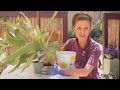 repotting a crowded plant