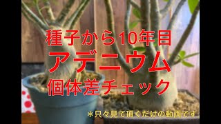 【アデニウム】＃11 実生〜10年目の姿