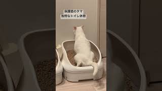 なんだか筋肉質かつ独特なポージングのタマちゃん#保護猫 #白猫#ねこ #ねこのいる生活