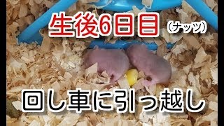 ロボロフスキーハムスター　赤ちゃん生後　６日目　（ナッツ）