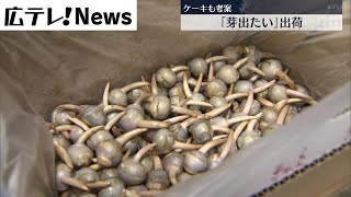 広島・福山市 正月の縁起物「クワイ」初出荷