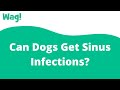 Can Dogs Get Sinus Infections? | Wag!