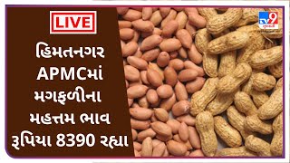 Mandi : હિમતનગર APMCમાં મગફળીના મહત્તમ ભાવ રૂપિયા 8390 રહ્યા | Tv9News