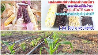 เมล็ดพันธุ์ข้าวโพดสีม่วงและข้าวโพดข้าวเหนียวพันธุ์แท้ไม่ใช่ GMOs พร้อมขยายพันธุ์