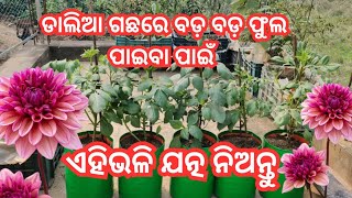 ଡାଲିଆ ଗଛରେ ବଡ଼ ବଡ଼ ଫୁଲ ପାଇବା ପାଇଁ ଏହିଭଳି ଯତ୍ନ ନିଅନ୍ତୁ #gardenplants #tarracegarden #viralvideo #