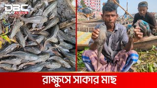 বুড়িগঙ্গায় বিপজ্জনক মাছ! | DBC NEWS Special