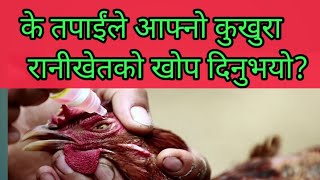 कुखुरालाई लाग्ने रोग र  भ्याक्सिन सम्बन्धी जानकारी/poultry disease /santosh Adhikari