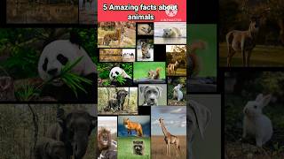 Amazing facts about animals facts in Hindi🐊 #shorts