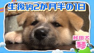 秋田犬・琴ちゃん（０歳）の生活日誌『自己紹介編その１』【I LOVE みんなのどうぶつ園公式】Akita puppy's lovely dairy! Japanese puppies