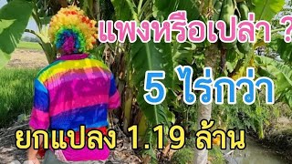 #ขายที่ดินราคาถูกมาก 5 ไร่ 1 งาน ดินดำ น้ำดี ขายยกแปลงแค่ 1.19 ล้าน 0983875209 เมือง ลพบุรี