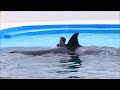 ルーナがイケメントレーナーさんと猛特訓 ルーナが超ノリノリ♥ 鴨川シーワールド シャチ kamogawaseaworld