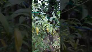 Night Blooming jasmine plant||Hasnuhana plant||SOBUJ BASANTO|| #shorts