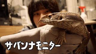 【爬虫類紹介】ワイルドな男のギャップってキュンとするよね！？　サバンナモニター