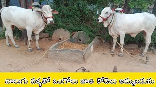 ఒంగోలు జాతి 4 పళ్ళ సేద్యపు కోడెలు అమ్మకానికి//Ongole Bull's for Sale video's