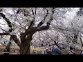 【4k】大宮公園の桜（2024年4月7日）