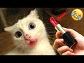 Funniest Animals 😄 New Funny Cats and Dogs Videos 😹🐶 - Ep.3