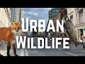 What Wildlife lives in UK towns and Cities?
