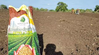 kds 726 fule sangam soyabean variety lagwad | kds 726 फूले संगम सोयाबीन लागवाड़ माहिती