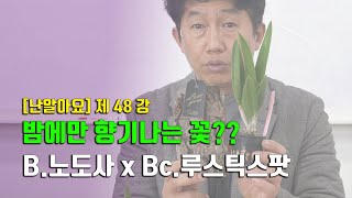 밤에만 향이나는 브라사볼라 노도사 (B.nodosa) x 루스틱 스팟 (Bc. Rustic Spots) 이렇게 키우세요! - '난 알아요' 제 48강