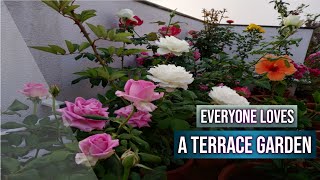 Terrace Rose Garden| Mini Lalbagh| Terrace Garden Tour