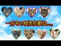 飼い主の休日を猫様に捧げたらまさかの反応に...。