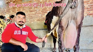 ਮੁੱਲ 40 ਹਜ਼ਾਰ-ਦੁੱਧ ਰਿਕਾਰਡ 23 ਕਿਲੋ-3 ਗੱਬਣ ਗਾਵਾ-3 cow for sale (25-1-2025)#brardairyfarmmoga