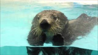 ラッコのロイズ　お食事タイム＠鳥羽水族館