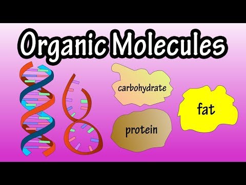 What group of organic compounds include starch?