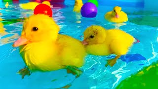 Collection of funny moments about Ducklings in the pool, baby ducks, pig, dog, kitten