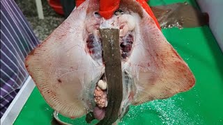 [가오리 손질 하는 법] 간재미(가오리, 홍어) 손질 쉽게 하는법. Korean fish market - Stingray