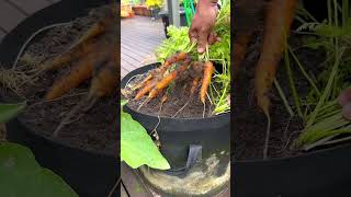 My carrot harvest from a single grow bag #carrot #gardening #fyp #shorts