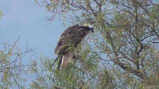 E0449　大分川　ミサゴ　Oita River     Osprey