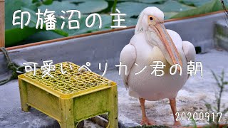 可愛いペリカン君の朝！！