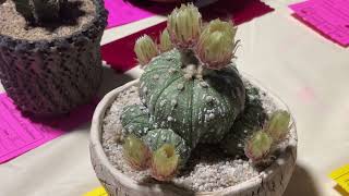 En la intercity cactus \u0026 succulents 2022. Parte 1 Ariocarpus \u0026 Astrophytum