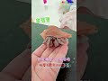 日常清洗 遛🦀️活动 螃蟹也需要运动滴 hermitcrab 寄居蟹 imjacelyn