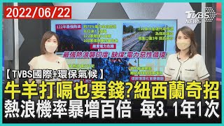 【TVBS國際+環保氣候】牛羊打嗝也要錢? 紐西蘭奇招 熱浪機率暴增百倍 每3.1年1次｜TVBS新聞 2022.06.22