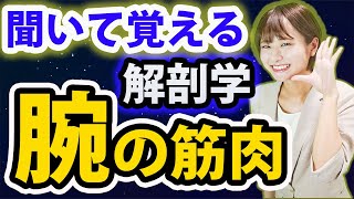 【解剖学】聞いてるだけで記憶に残る！解剖学の「腕の筋肉」について