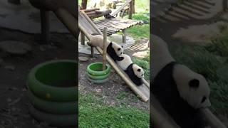 大熊猫坐滑梯 非常丝滑 #大熊猫 #渝可 #panda  #搞笑 #寵物