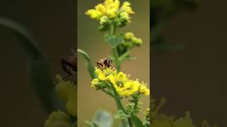 Bee Feeding On a Plant - #viral #relaxation -  Nature Video Short Clips #shorts