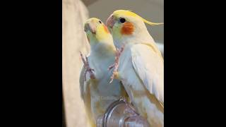 Adorable Cockatiel Jerry's Cute Singing Moments 🎶🦜🥰 #cockatielscraze #birdsinging