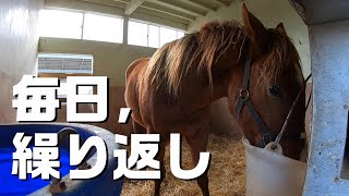 【馴致】毎日、繰り返し【調教】～若きサラブレッドの競走馬への道のり～