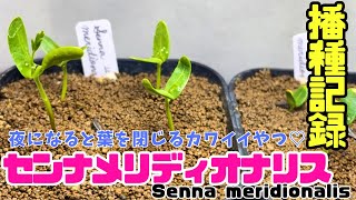 【実生】センナメリディオナリスの種を蒔きました！senna meridionalis