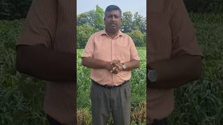 फसल में फास्फोरस खाद देने का सही समय #shortsvideo #agriculture