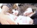 寝ている子猫の頭上にドーンと降ってきてビックリ！と思いきや‥・【赤ちゃん猫　保護猫】