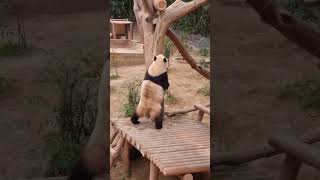 판다 푸바오의 귀여운 뒷모습 Panda Fubao's cute back