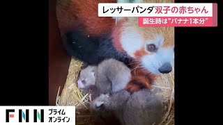 レッサーパンダ双子の赤ちゃん　誕生時は“バナナ1本分”の重さ