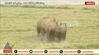 അയ്യോ എന്റെ ചക്ക, മാങ്ങ..കാടൊക്കെ മടുത്തു ഗയ്‌സ്, ഇപ്പോൾ നാട്ടിൽ പൂണ്ട് വിളയാടുകളാണ് കൊമ്പന്മാർ