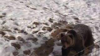 Visiting The Bear Sanctuary in Zarnesti