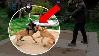 UN CHIEN AGRESSIF ATTAQUE À LA GORGE !